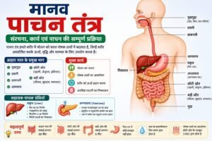 मानव पाचन तंत्र